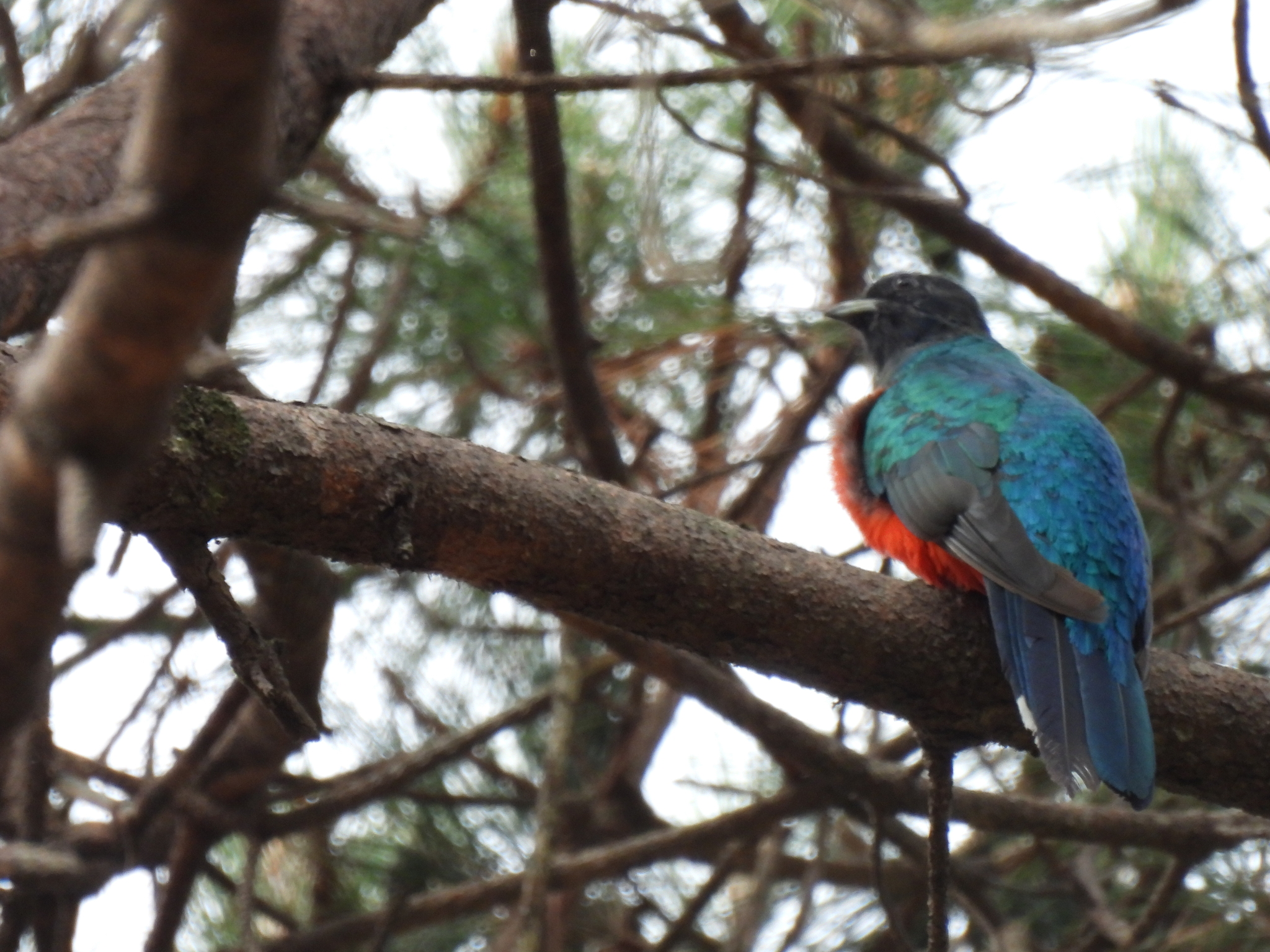 Eared Quetzal (Euptilotis neoxenus), photo 5