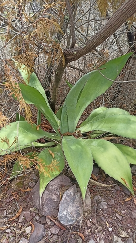Agave bovicornuta