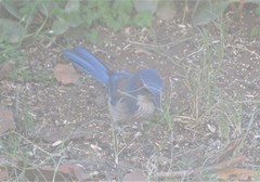 Aphelocoma californica