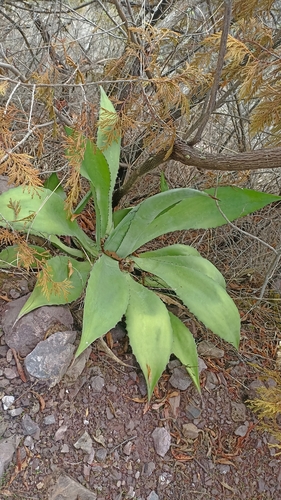 Agave bovicornuta