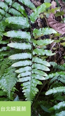 Microlepia marginata bipinnata