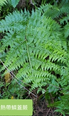 Microlepia