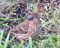 Haemorhous mexicanus