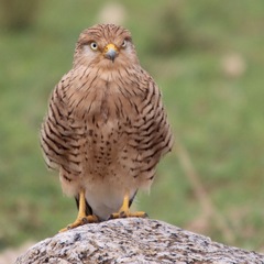 Falco rupicoloides
