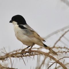 Lanius dorsalis