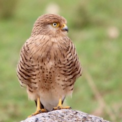 Falco rupicoloides
