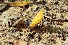 Phoebis philea