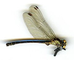 Octogomphus specularis