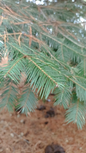 Image of Abies durangensis by (c) Favian Flores Medina, some rights reserved (CC BY)
