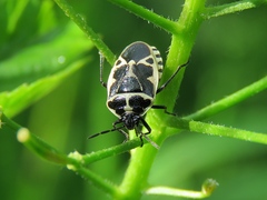 Eurydema