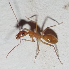 Camponotus festinatus