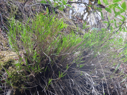 Image of Isochilus linearis by no rights reserved
