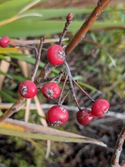 Aronia arbutifolia image