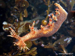 Bornella stellifera