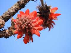 Erythrina latissima