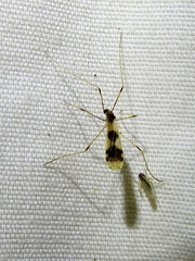 Erioptera venusta