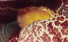 Aristolochia gigantea