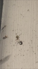 Theridiidae