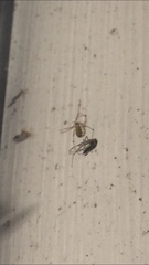 Theridiidae