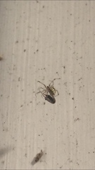 Theridiidae