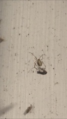 Theridiidae