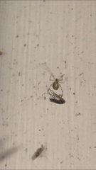 Theridiidae