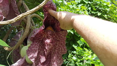 Aristolochia gigantea