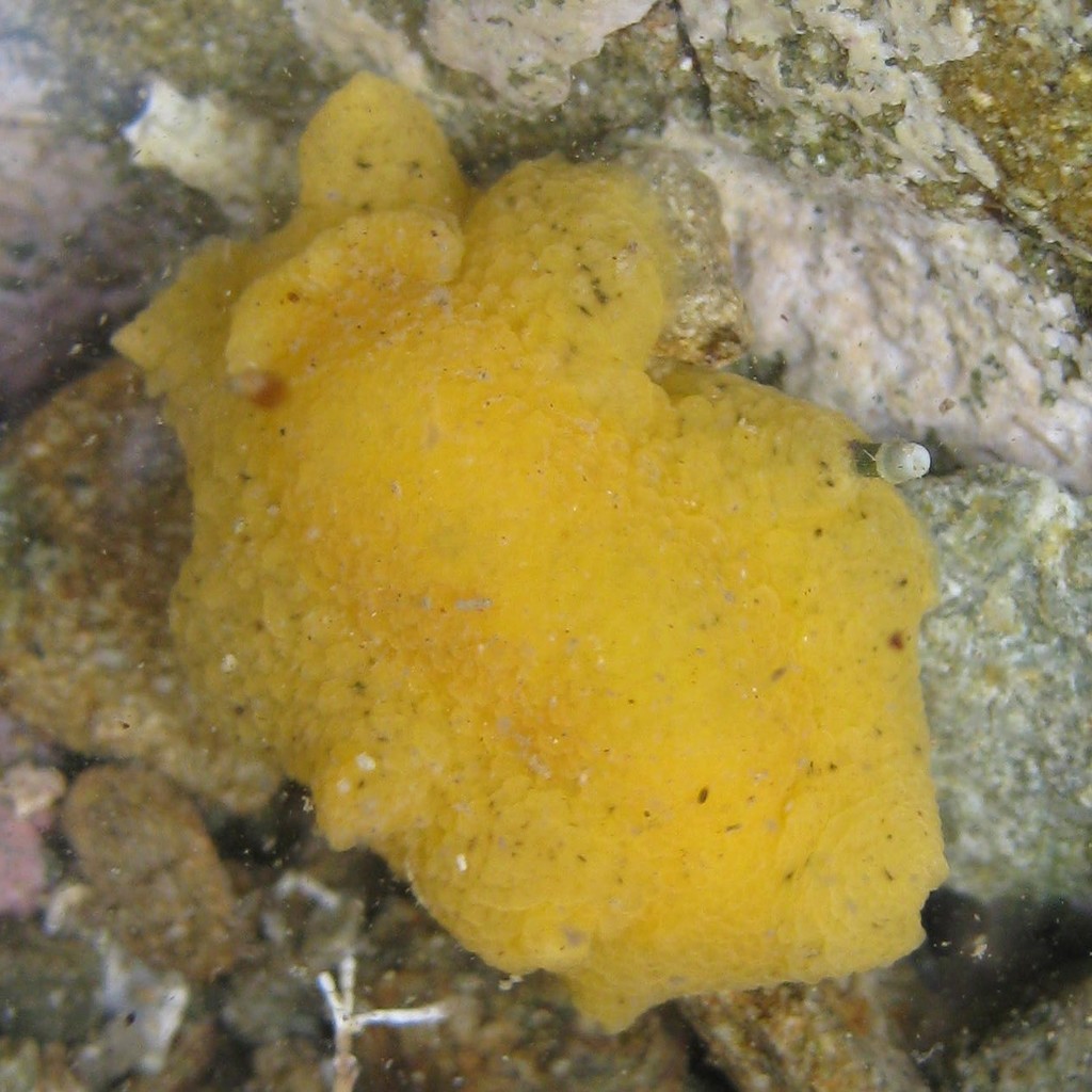 Glandular Dorid