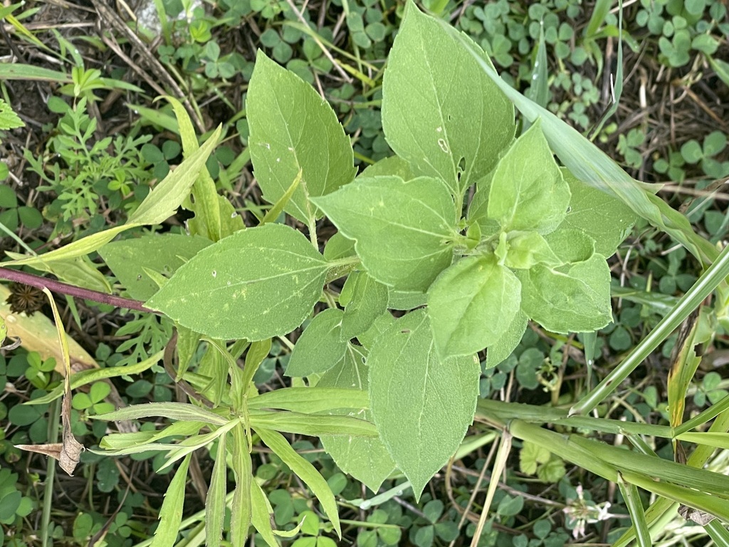 Common Sunflower from Olathe, KS, USA on July 8, 2023 at 1049 AM by