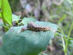 Pseudorthodes vecors