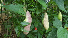 Aristolochia gigantea