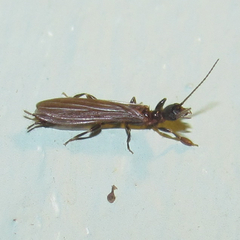Oligotoma saundersii