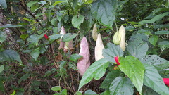 Aristolochia gigantea