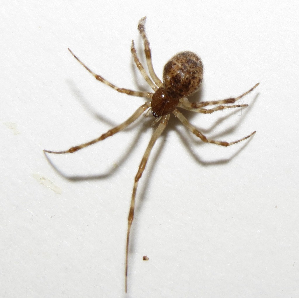 Common House Spider Animal Facts  Parasteatoda tepidariorum - AZ Animals