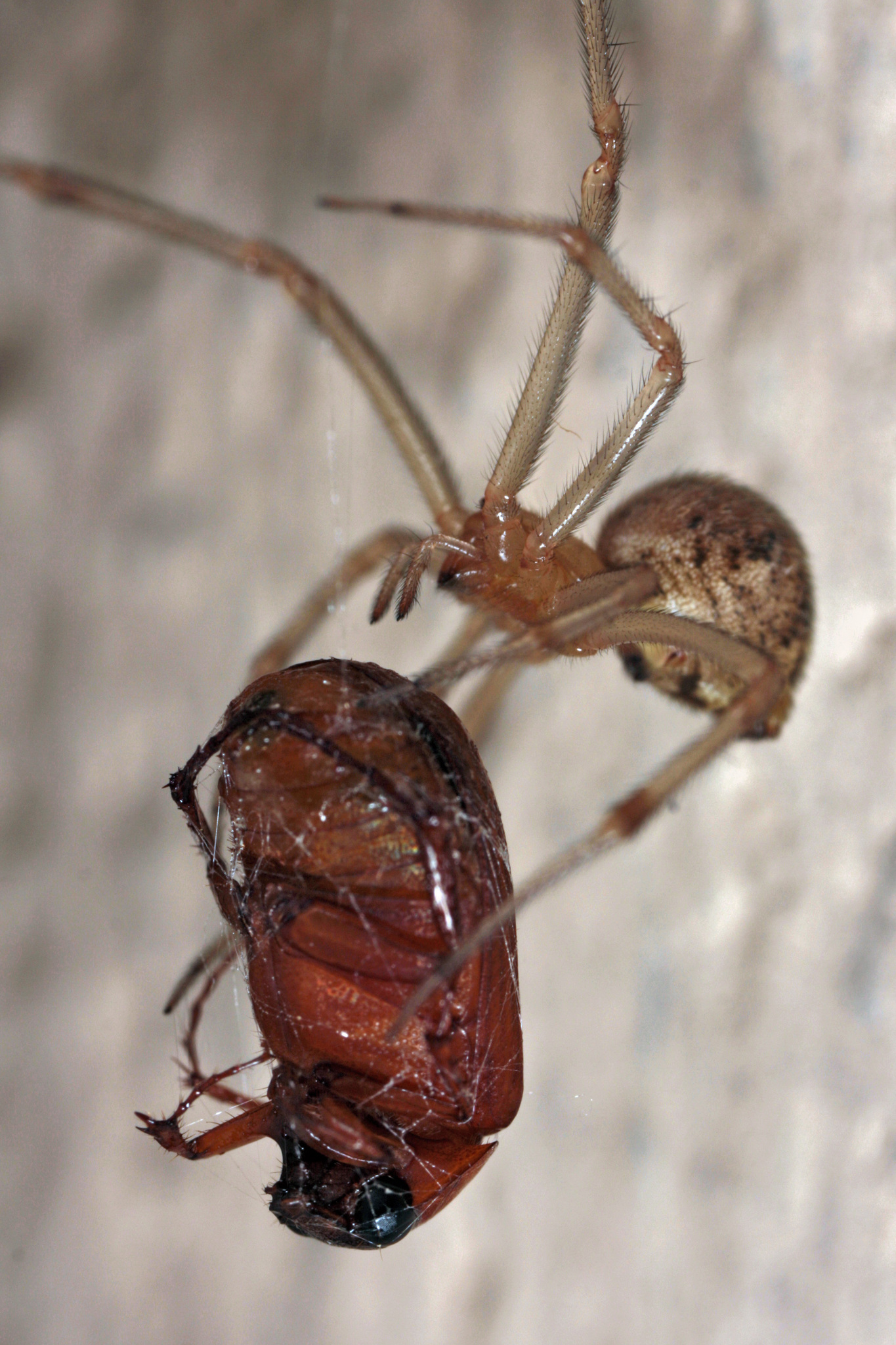Common House Spider (Parasteatoda tepidariorum) · iNaturalist