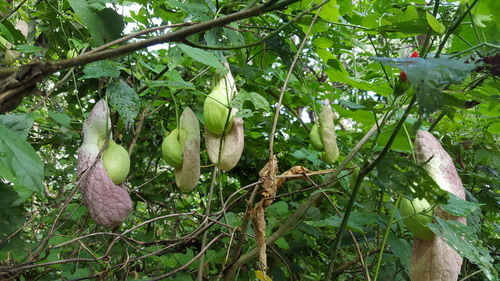 Aristolochia gigantea