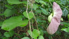 Aristolochia gigantea