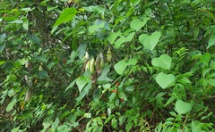 Aristolochia gigantea