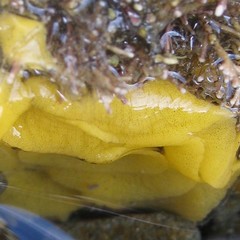 Doriopsis granulosa