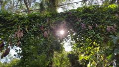Aristolochia gigantea