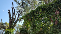 Aristolochia gigantea