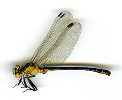 Octogomphus specularis