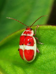 Asphaera discicollis