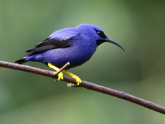 Cyanerpes caeruleus