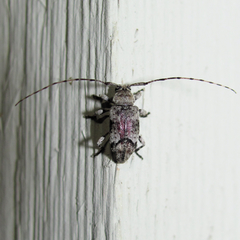 Sternidius mimeticus