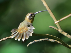 Phaethornis longuemareus