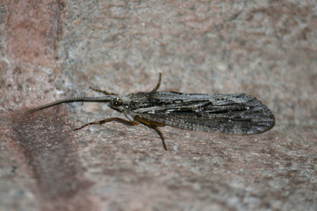 Giant Casemaker Caddisflies from Thunder Bay, ON, Canada on July 8