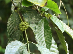 Coffea canephora
