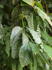 Coffea canephora