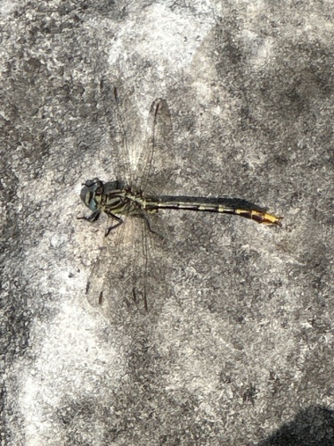 Sulphur-tipped Clubtail photo 4